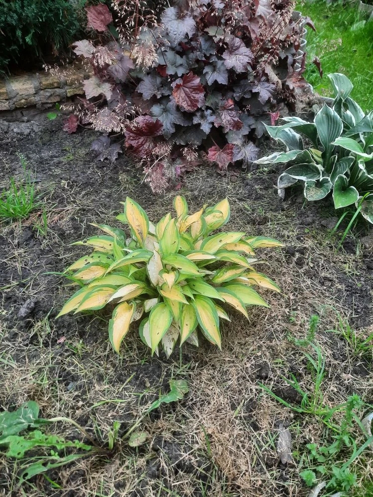 Хоста - Мармелад